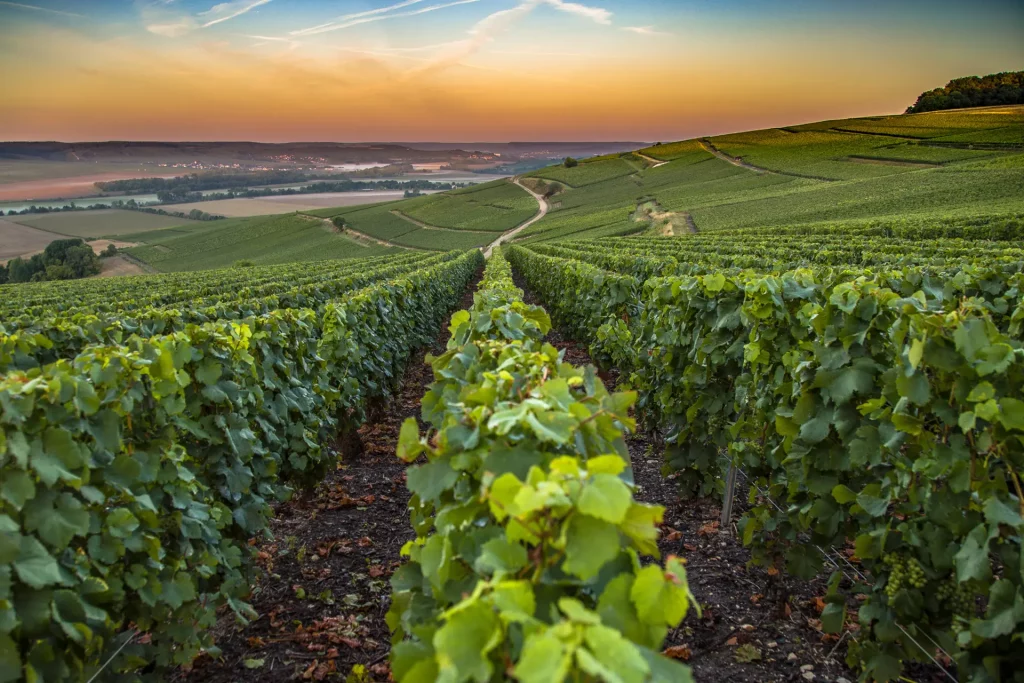 photo champ de vignes Reims