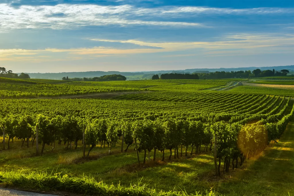 photo des champs de vignes Bordeaux