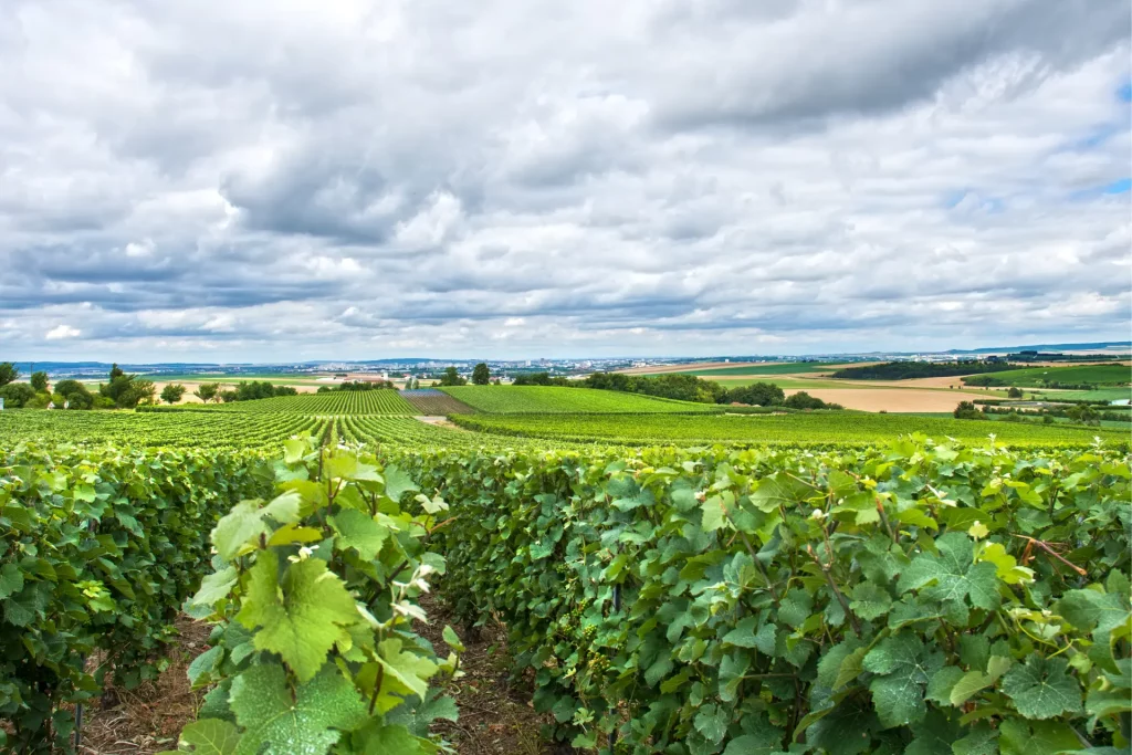 photo des vignes Reims