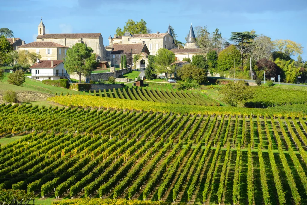 photo des plants de vignes Bordeaux