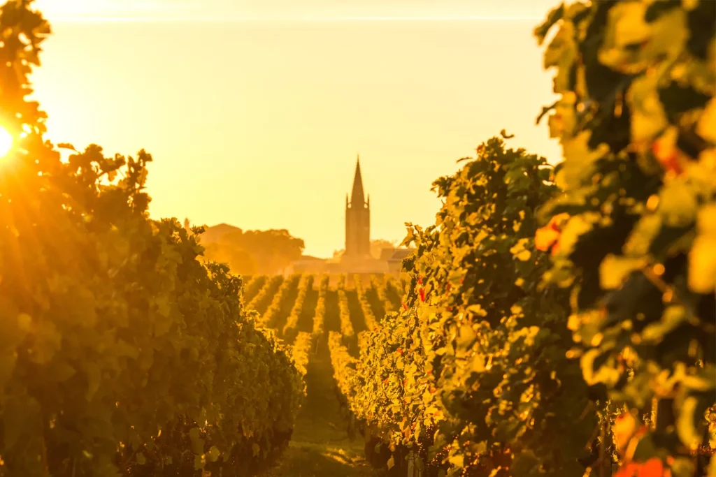 photo des vignes de Saint Emilion Bordeaux